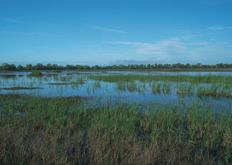 New wetland programme will help protect rivers and much loved chalk stream habitats in the East of England.